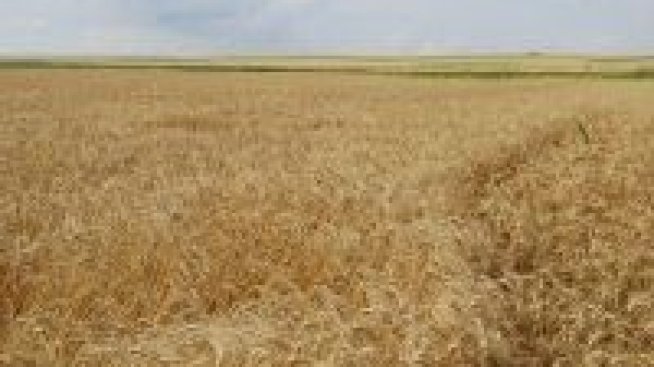 Рекордно високи ренти вдигнаха цената на чернозема в област Добрич