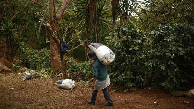 Горчивата цена на кафето