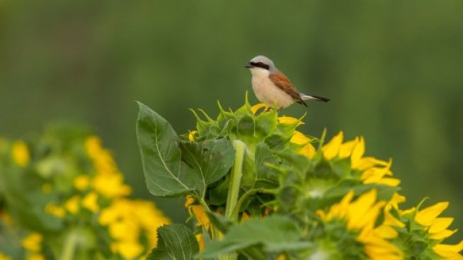 С 25% са намалели птиците в земеделските земи за последните 17 години
