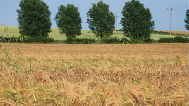 Брокери очакват цената на земята в Добричко да се задържи до пролетта