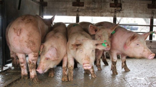 БАБХ констатира още едно огнище на африканска чума по свинете