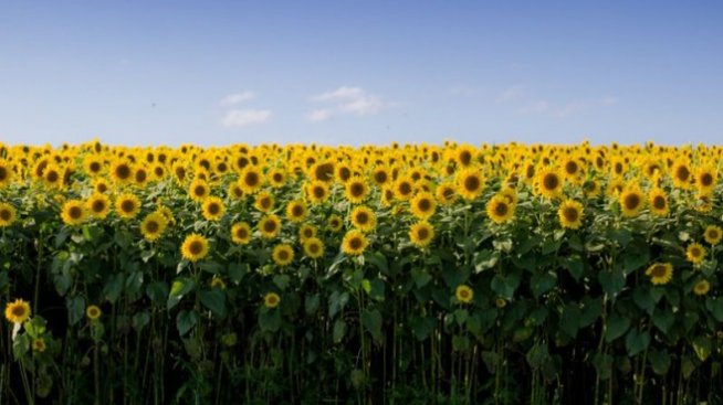 КЗК разреши търговец на слънчоглед да купи "Клас Олио"