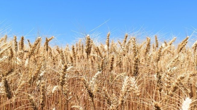 Прогноза: По-високата цена на хляба е знак за промените в климата