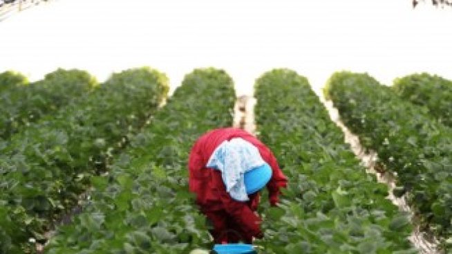 Разходите на фермерите в Европа растат, а сезонните работници не достигат