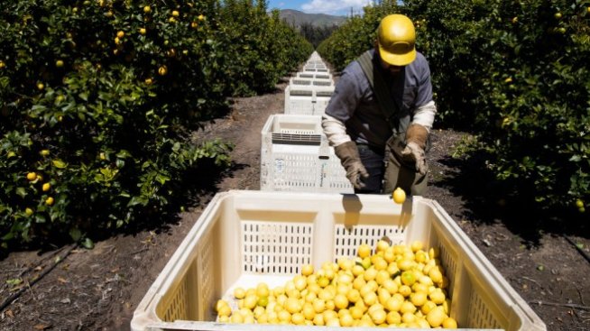 Сачева: Няма заявки за сезонни работници от България за ЕС