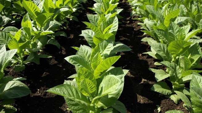 42 хил. тютюнопроизводители ще получат 76 млн. лв субсидии до края на февруари