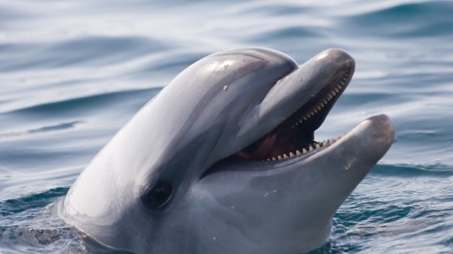 Ивелина Василева: Незаконният улов на риба е основна причина да измират делфини