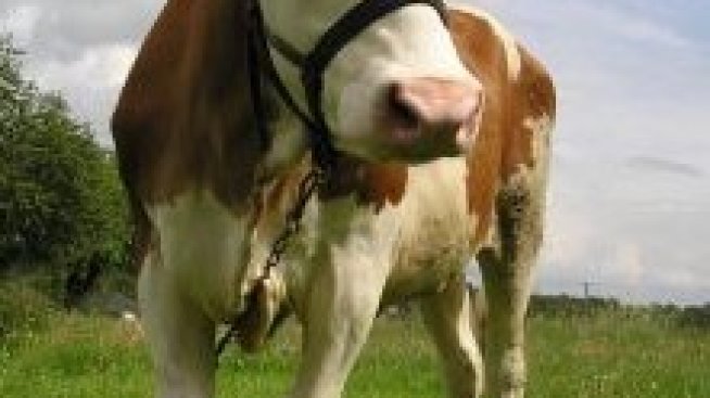 Млечният сектор очаква съживяване през 2014 г.