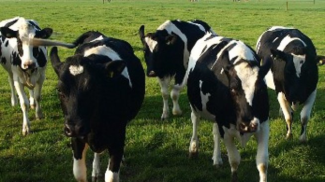 Измама за милиарди в Италия: крави баби дават мляко