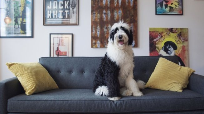 Онлайн търговецът на храни за домашни любимци Zooplus слиза от борсата?