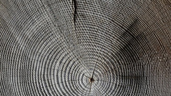 С 3 млн. дка се е увеличила българската гора за 10 години