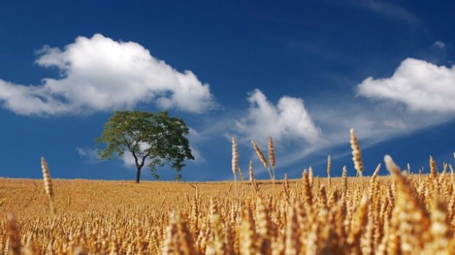 Фермерите трябва да се справят едновременно с растящо търсене и волатилни цени