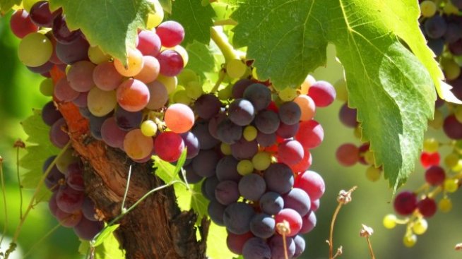 България може да увеличи износа на вино за Канада