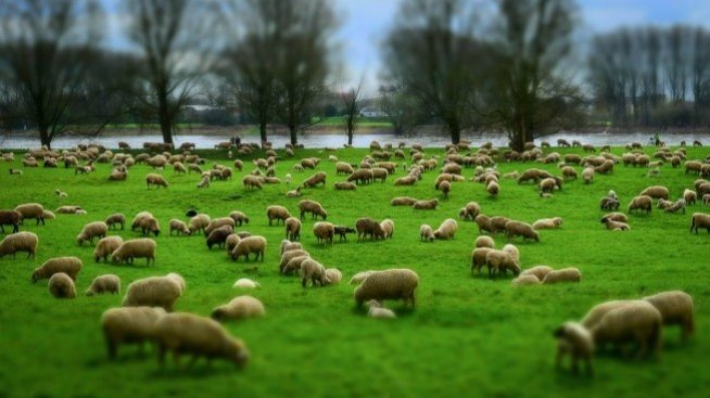 Какви законови промени очакват животновъдите срещу "виртуалните" овце?