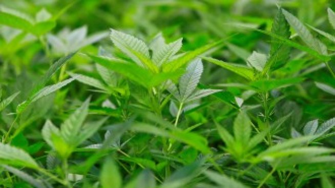 Колко струва отдаването на пороци по света?