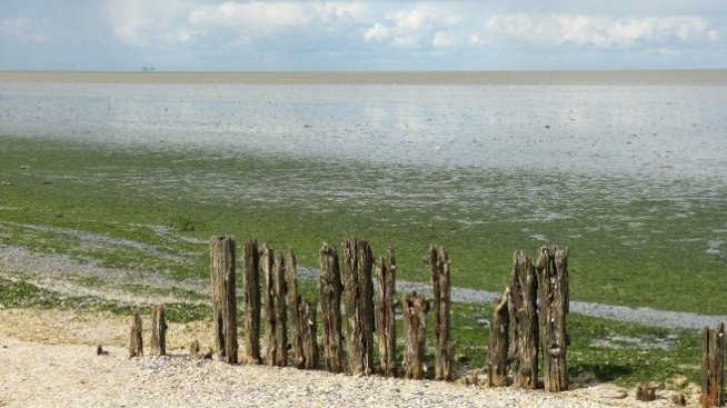 Експедиция ще анализира вредни водорасли в Черно море