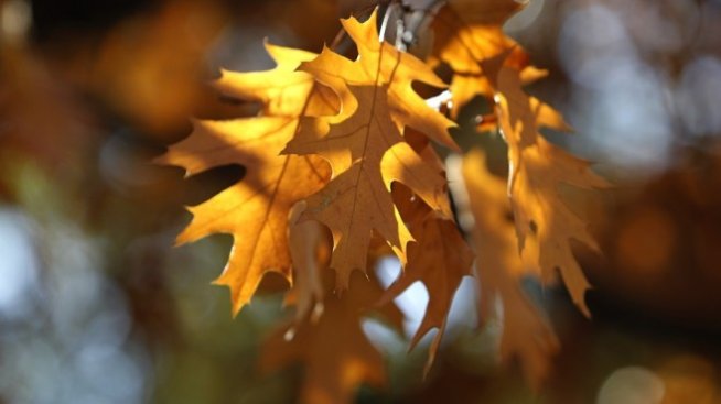 Започват проверки на инсталациите за биомаса в страната