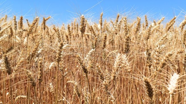 Отминал ли е рискът от продоволствена криза?