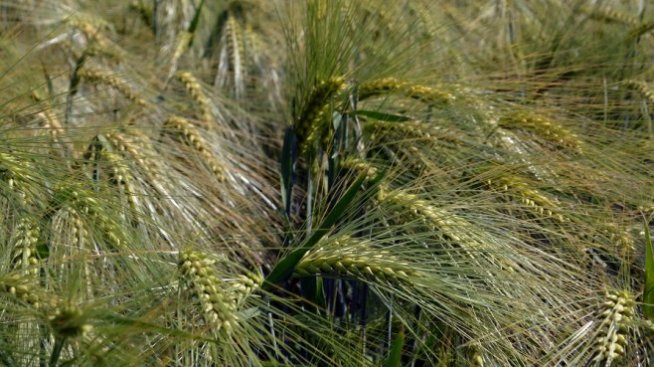 Субсидиите за земя може да бъдат заменени с права на плащане след 2020 г.