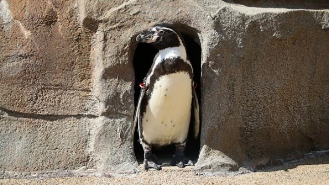 Икономическите неволи на Русия подрязват крилата на Путин