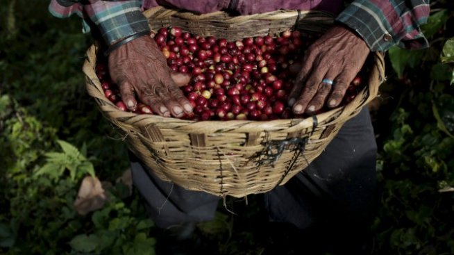 Сушата във Виетнам стопи производството на кафе до четиригодишно дъно