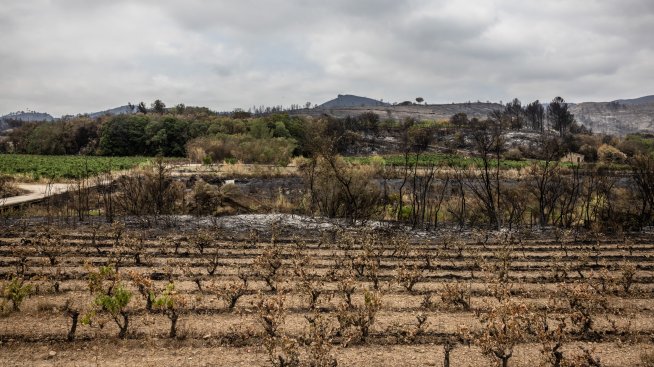 Франция отпуска 130 млн. евро за изкореняване на лозя заради спадащото търсене 