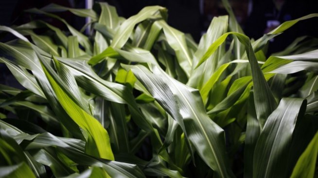 Въглеродното земеделие е начин за постигането на екологичните цели на ЕС