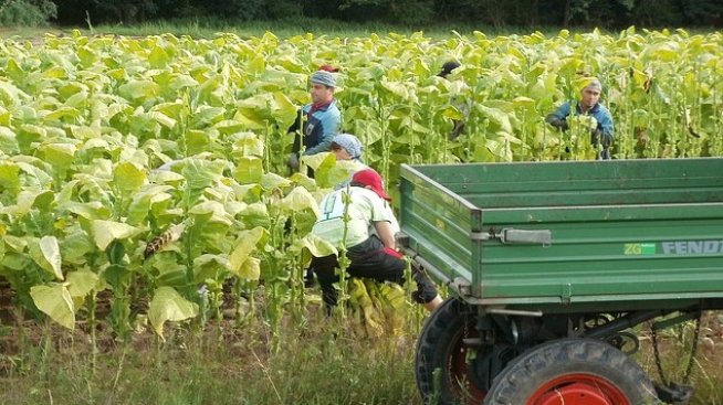 Улеснява се сключването на еднодневни трудови договори в земеделието