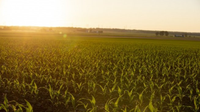 Ураганът "Айда" увеличава цената и на американската пшеница