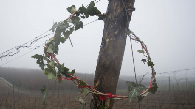 Биопроизводител заложи на международните сортове в нови насаждения