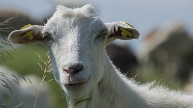 Земеделците оценяват като добра мярката за инвестиции в биосигурността