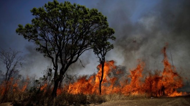 Какво разпалва пожарите в джунглите на Амазония?
