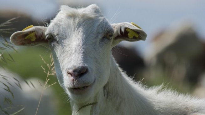 България, която даде на света киселото мляко