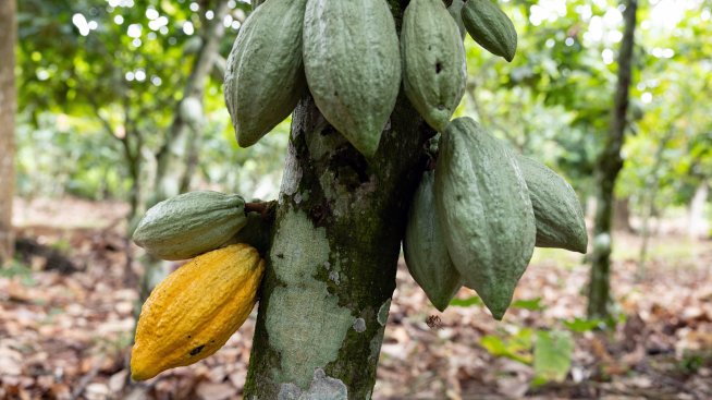 Историческата криза при какаото се смекчава с увеличаването на реколтата