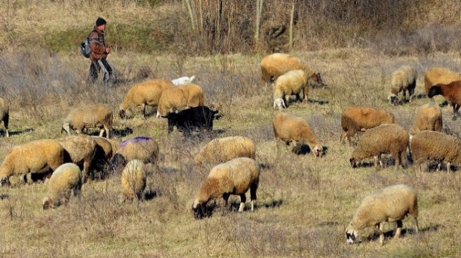 Има достатъчно българското агнешко месо за пазара, твърди експерт