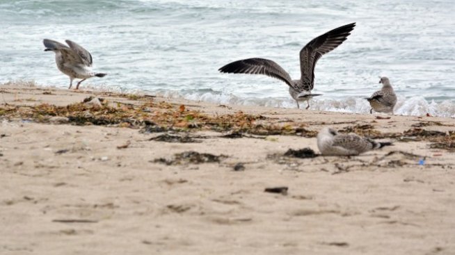 Плажът "Кабакум" ще има нов стопанин през септември