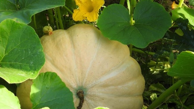 Доходите на фермерите в България намаляват с 16% през 2016 г.