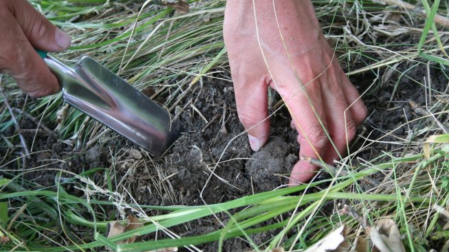 Брането на неузрели гъби – главният проблем в бранша на ловците на трюфели