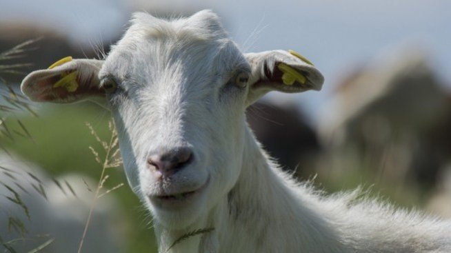 3,5 млн. лева по de minimis за животновъди за продажба на агнешко месо