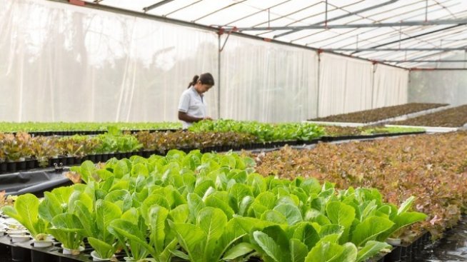 Собствениците на оранжерии доказват реализирана продукция до 31 януари