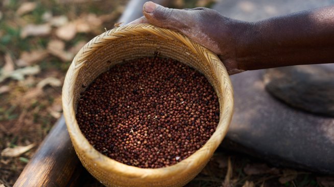 ЕС рискува да изпусне геномната вълна в земеделието