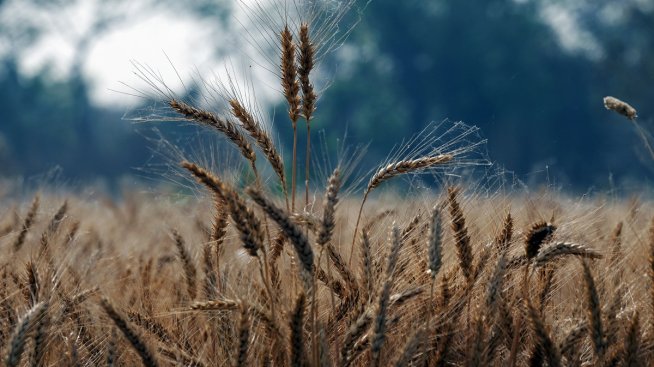 Сибир спаси годината за производителите на жито в Русия