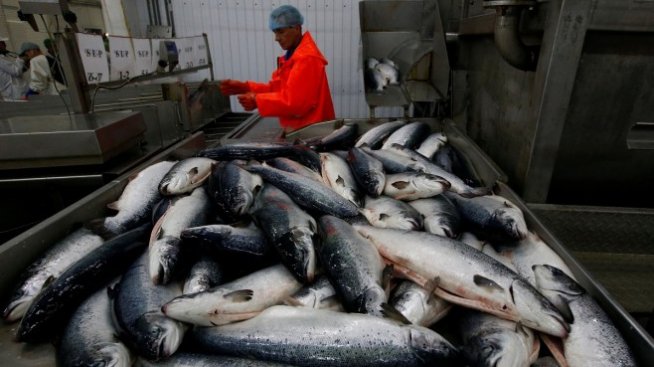 Инвестират над 9 млн. лв. в рибопреработвателни предприятия