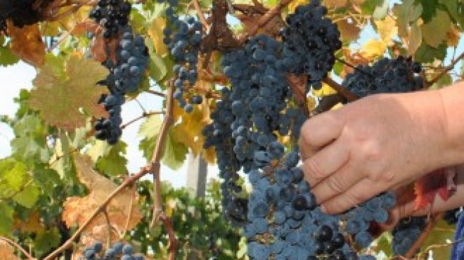 Гроздовата кампания започва с 20% скок в изкупните цени