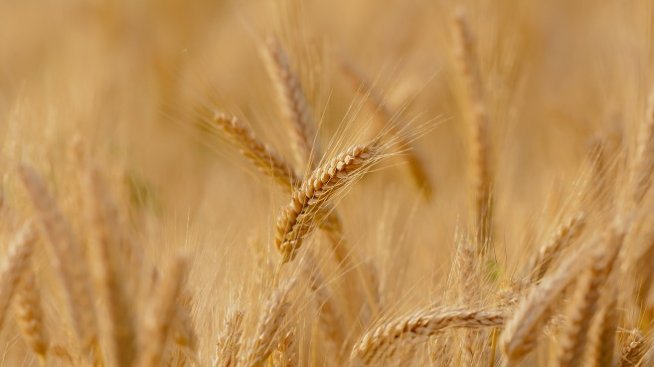 Експерт: Необходимо е по-сериозно проучване на пазара на биопродукти