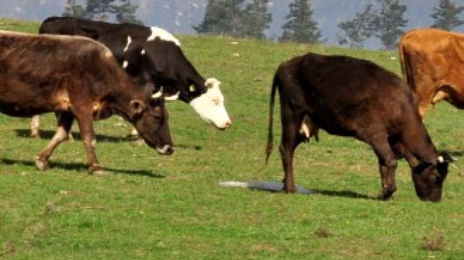 Плахи опити за ръст в биологичното животновъдство