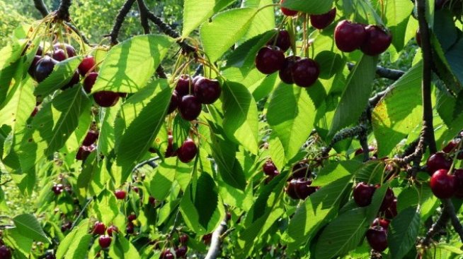 Ив. Кючуков: България е в топ 3 в света по износ на преработени череши