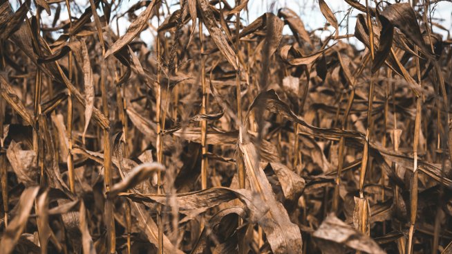 Европа се готви за нови загуби и щети по реколтата заради дъждовете