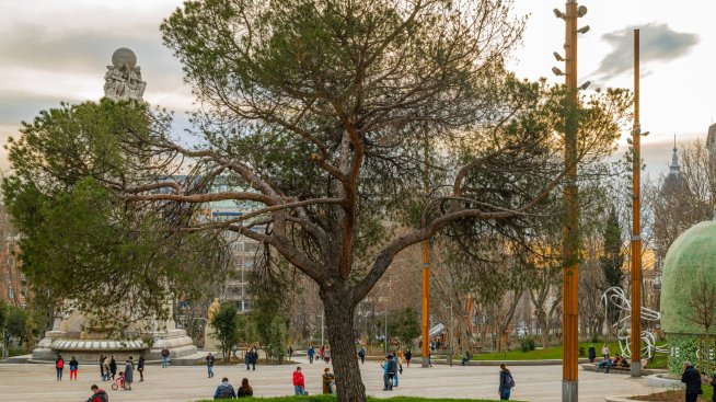 Дълговото дърво не може вечно да расте