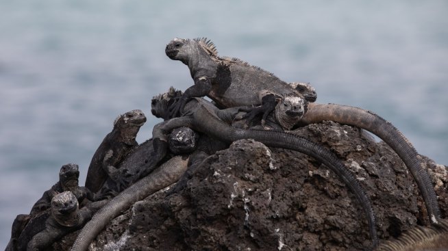 Еквадор разменя дълг за опазване на природата